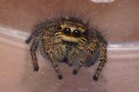 Philaeus chrysops