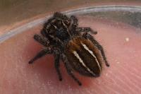 Philaeus chrysops