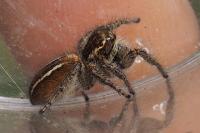 Philaeus chrysops