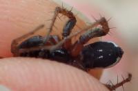 Alopecosa albofasciata