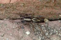 Alopecosa albofasciata