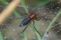 Agelena labyrinthica