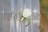 Misumena vatia