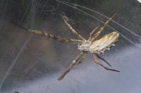 Uloborus walckenaerius