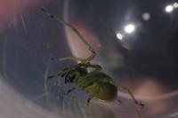 Cheiracanthium