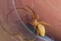 Uloborus walckenaerius