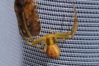 Runcinia grammica
