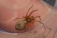Anyphaena accentuata
