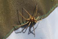 Pisaura mirabilis