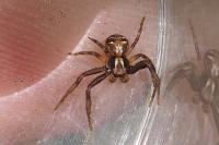 Xysticus cristatus