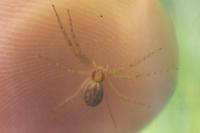 Philodromus