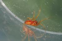 Nigma puella