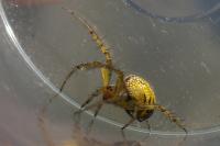 Mangora acalypha