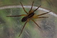Lycosidae