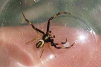 Misumena vatia