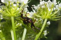 Synema globosum