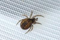 Theridiidae