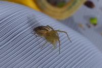 Oxyopes