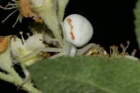 Misumena vatia