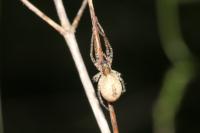 Anyphaena accentuata