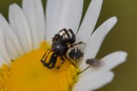Synema globosum