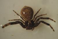 Xysticus kempeleni