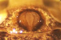 Xysticus kempeleni