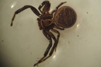Xysticus kempeleni