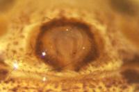 Xysticus kempeleni
