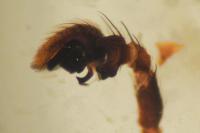 Xysticus cristatus