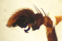 Xysticus cristatus