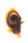 Xysticus cristatus