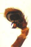 Xysticus cristatus