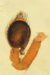 Nigma puella