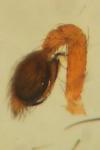 Nigma puella
