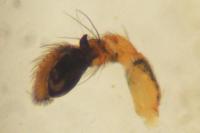 Tmarus piger