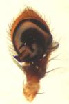 Xysticus cristatus