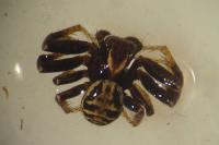 Xysticus cristatus