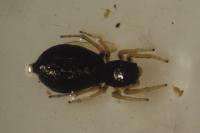 Heliophanus cupreus
