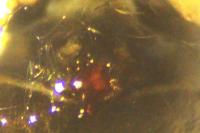 Heliophanus cupreus