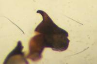 Heliophanus cupreus