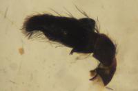 Heliophanus cupreus