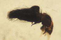 Heliophanus cupreus