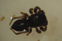 Heliophanus cupreus