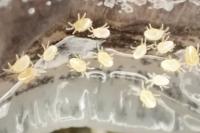 Riccardoella limacum
