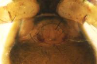 Tenuiphantes