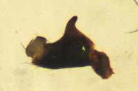 Heliophanus cupreus