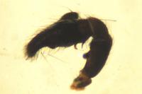Heliophanus cupreus
