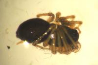 Linyphiidae