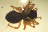 Linyphiidae
